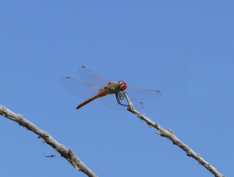 Sympetrum fonscolombii male? - S